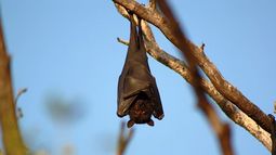 En la última semana se detectó rabia en murciélagos en distintos puntos del país. En la última semana se detectó rabia en murciélagos en distintos puntos del país.