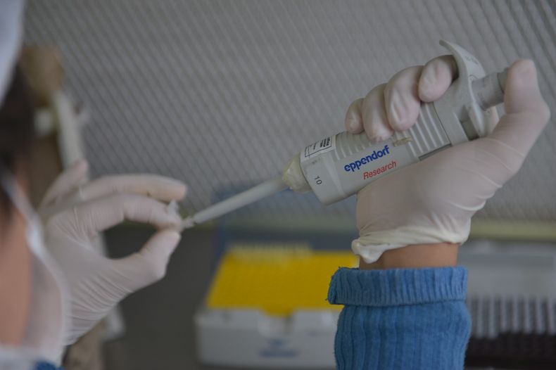 La vacuna para porcinos se basa en un baculovirus genéticamente modificado.