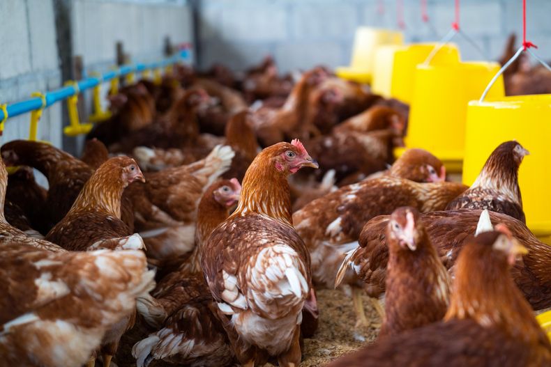 Bioseguridad para una avicultura sostenible.