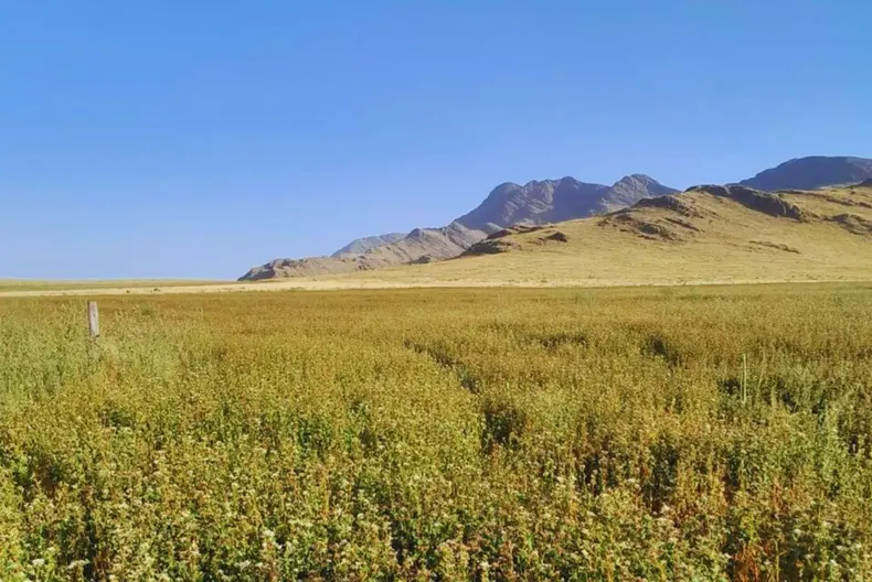 La producción ganadera puede regenerar biodiversidad y suelo.