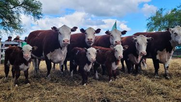 Las pruebas sirven para mejorar el desempeño reproductivo y productivo de carnes.