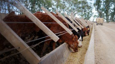 ¿En qué situación están los feedlot en Argentina?&nbsp; 