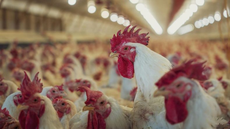 La irrupción de la influenza aviar en aves comerciales será notificada a la OMSA.