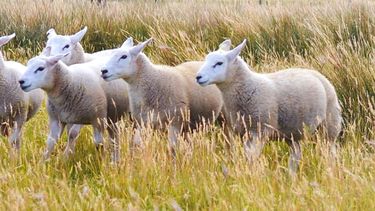 Desde el INTA Esquel desarrollaron una guía de manejo para ovinos.