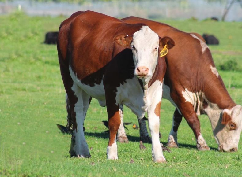 La diarrea viral bovina está presente en el 90% de los establecimientos ganaderos.