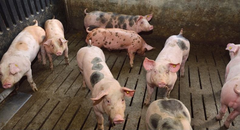 El último brote de peste porcina clásica en Brasil se registró en cerdos de traspatio.