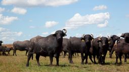 El stock de búfalos asciende a 205.000 cabezas en todo el país