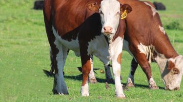 La diarrea viral bovina está presente en el 90% de los establecimientos ganaderos.