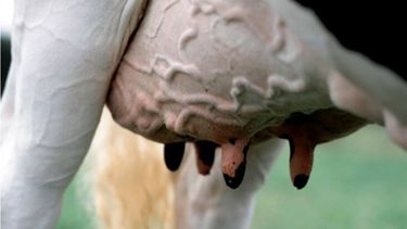 Las moscas, aliadas invisibles de la mastitis en el tambo.