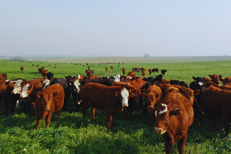 Con un manejo adecuado, es posible diversificar y aumentar la productividad de los sistemas agrícolas puros.