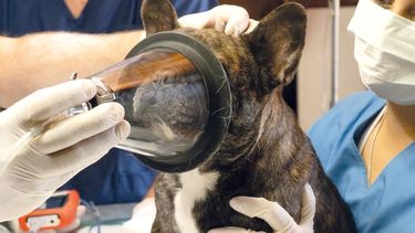 Motivar | Alianza 1 Foto perro anestesia.jpg