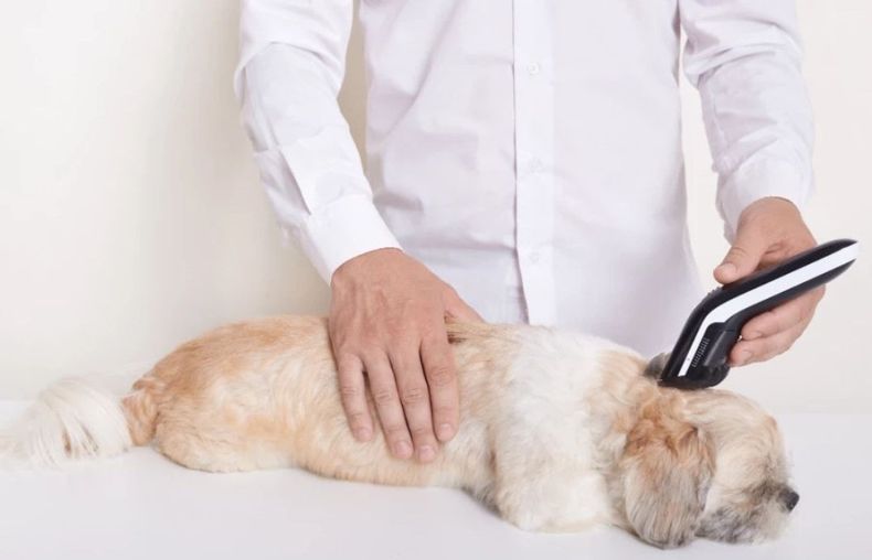 Se demostró por primera vez que un perro bien nutrido con DAC puede tener deficiencia de hierro.
