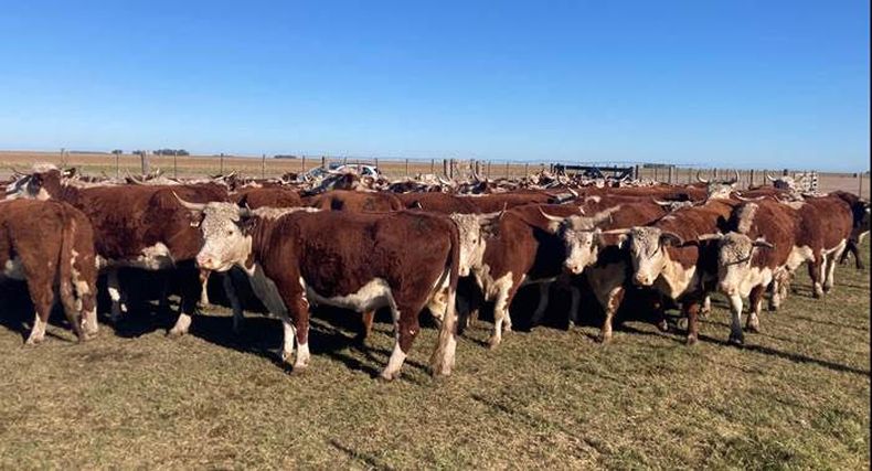El mayor desafío es que los productores inviertan en biológicos, lo que se reflejará en una mejora en los índices de preñez bovina.