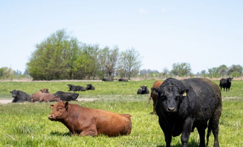 La tristeza bovina (Rhipicephalus microplus) es una enfermedad ocasionada por la garrapata común del bovino.