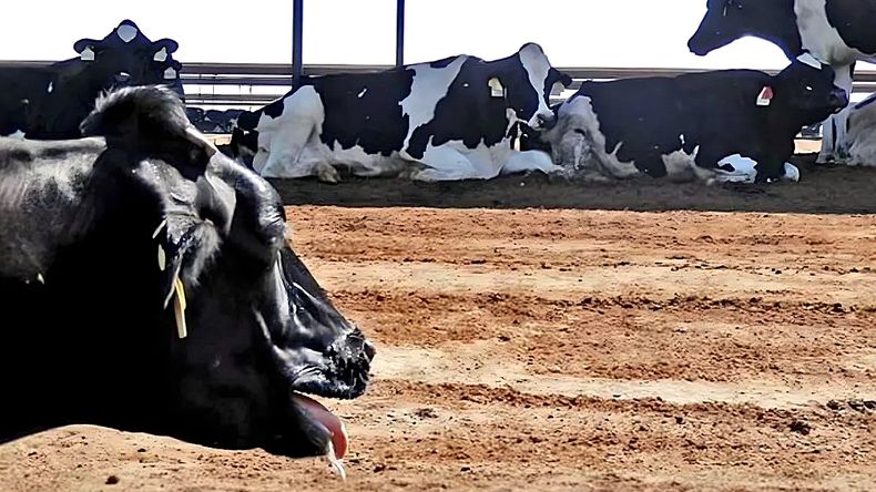 El bienestar animal demanda cuidados especiales en días de calor.