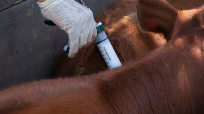 Control de la fiebre aftosa: garantía de sanidad animal en Entre Ríos.