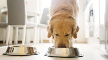 La innovación en la formulación de Pet Food busca ingredientes que optimicen la salud digestiva y el bienestar general de las mascotas.