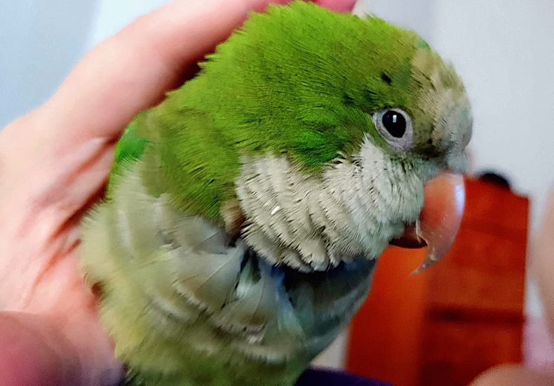 La distribución de la psitacosis sigue la ruta del comercio clandestino de aves silvestres.