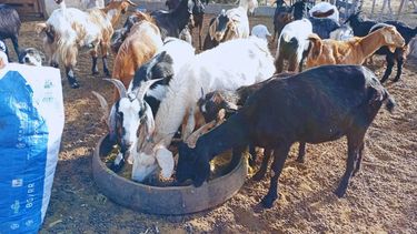 INTA acerca estrategias de suplementación para la salud animal en la producción caprina.