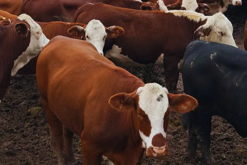 Diagnóstico temprano de preñez: más eficiencia reproductiva para el rodeo bovino.