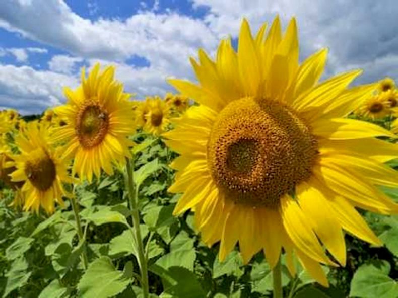 El girasol, clave para diversificar y estabilizar la producción agrícola.