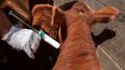 ¿Cuáles son los cambios en la norma para la elaboración y aprobación de vacunas contra la fiebre aftosa?&nbsp;