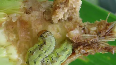 Otras plagas, como la chinche y la oruga, ganan protagonismo.