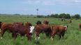 La app creada por el INTA y la UTN permite estimar la superficie a suministrar por día a un grupo determinado de animales.