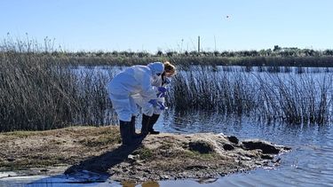 Las muestras recolectadas resultaron hasta ahora negativas para influenza aviar.