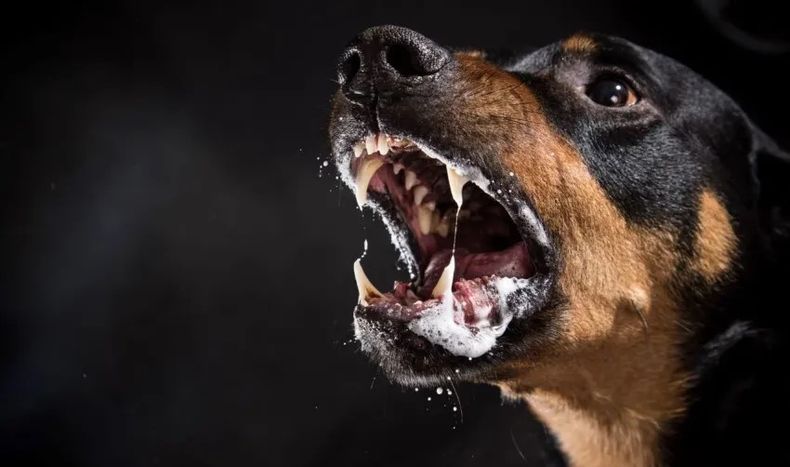 El perro infectado con rabia recorrió varios sectores de Machagai antes de presentar síntomas.