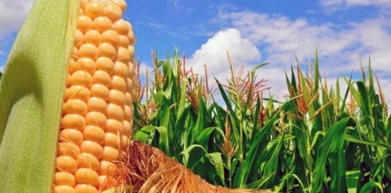 El maíz, pilar de la agroindustria moderna, potencia la producción global y la sostenibilidad energética.