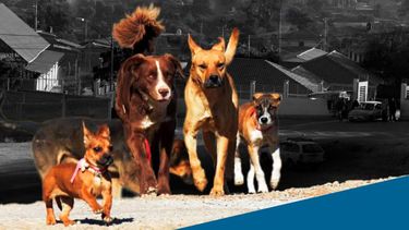 Rabia y zoonosis exigen mejores datos para reforzar la prevención.