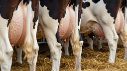La salud mamaria comienza al momento del secado. La salud mamaria comienza al momento del secado.