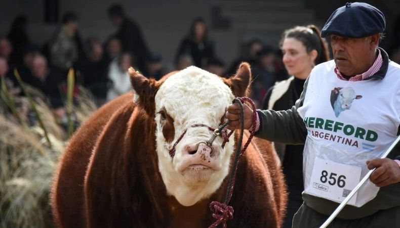 La genética bovina Hereford, pilar de la ganadería argentina, se prepara para su exposición en La Rural 2026.