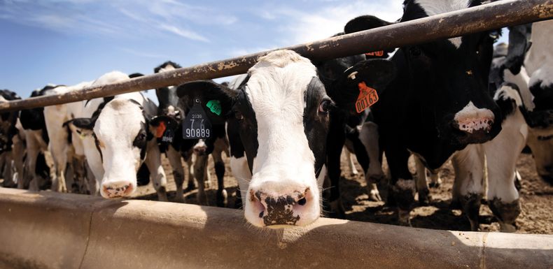 Es cada vez más notorio el impacto de la sanidad sobre la productividad de bovinos.