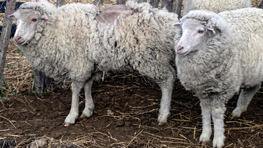 Denuncian que hay más de 60 mil animales afectados por sarna ovina en Chubut.