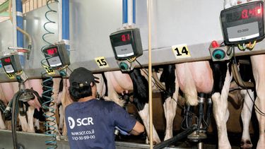 Motivar | lecheria bimodalidad.jpg