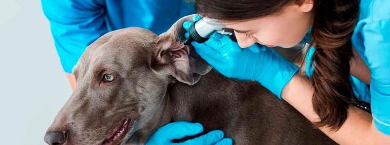 La salud auditiva en perros es clave, y la microbiota ótica juega un rol fundamental en la prevención y tratamiento de la otitis canina.