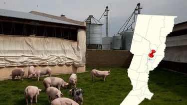 El inédito caso de Aujeszky se dio en la pequeña localidad de Emilia, en el centro-norte de Santa Fe.&nbsp;