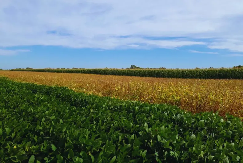 Monitorean cultivos Bt para prevenir nuevos daños.