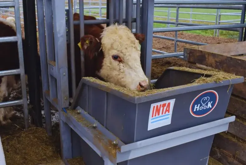 Novillos alimentados con aditivo innovador en pruebas del INTA.