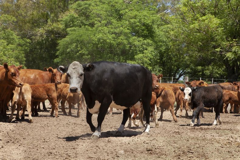 Se debe vacunar contra el carbunclo e instaurar un monitoreo de bovinos muertos ‘súbitamente’ en las provincias de Buenos Aires, La Pampa y Rio Negro, donde es endémico”, remarcó el Dr. Noseda.