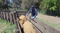 Biochemiq impulsa la eficiencia del rodeo con soluciones integrales que combinan nutrición, sanidad y tecnología. Biochemiq impulsa la eficiencia del rodeo con soluciones integrales que combinan nutrición, sanidad y tecnología.
