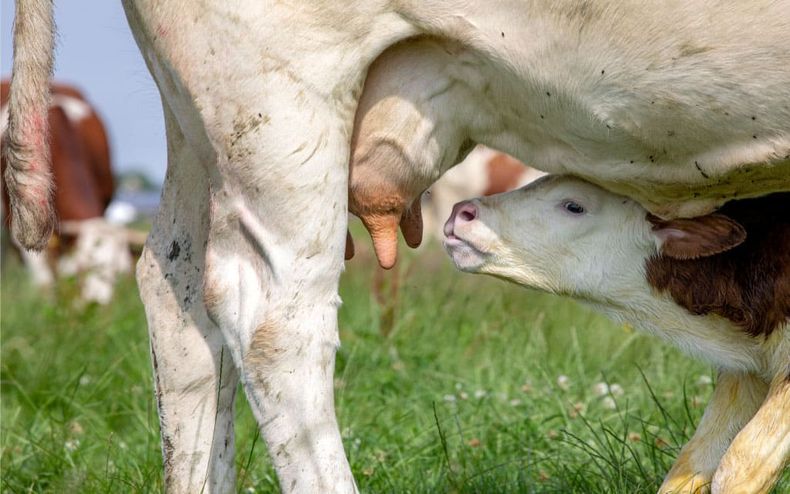 La prevención de la mastitis es más importante durante los tres primeros meses tras la parición.