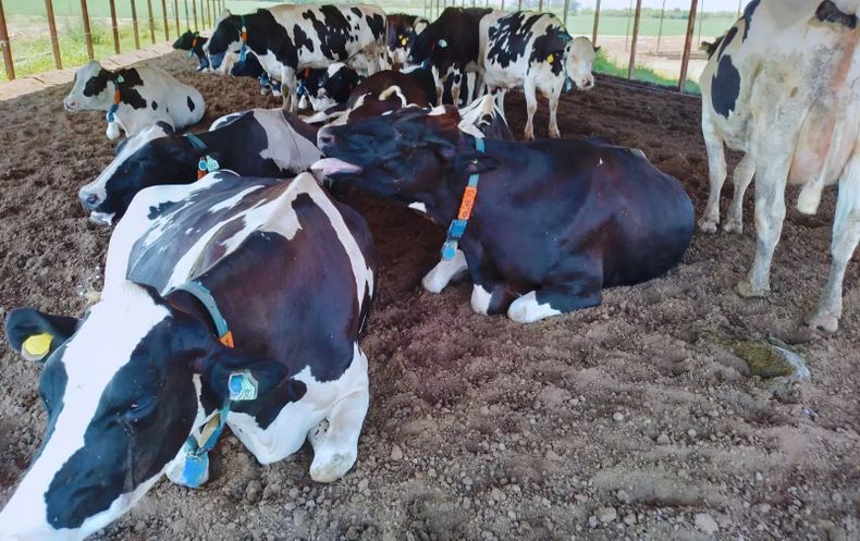 Proponen tecnologías de precisión para identificar los primeros signos de estrés calórico.