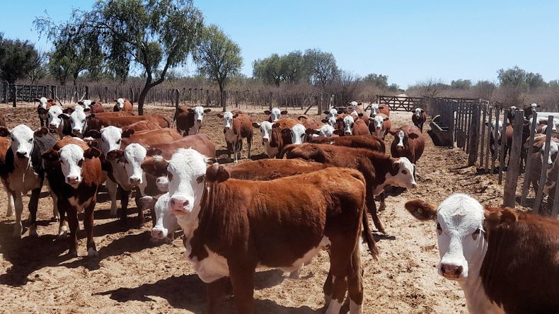 Previo al entore es preciso realizar una selección definitiva y más rigurosa de la vaquillona por peso y/o condición corporal.