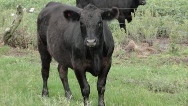 Los bovinos peso vivo tienen su propia huella: la fermentación entérica.