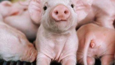 Motivar | nota patro bedson.jpg