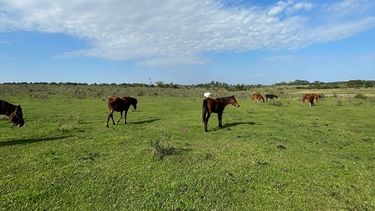 En el predio de la Fundación Libre Relincho hay 9 equinos en rehabilitación.
