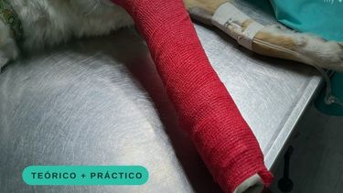 Vendaje para animales de compañía: Educación Continua esencial para veterinarios.